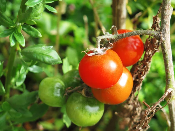 Rote Kirschtomaten zur Ernte bereit — Stockfoto