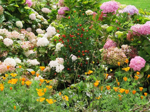 Hydrangea blommor i trädgården — Stockfoto