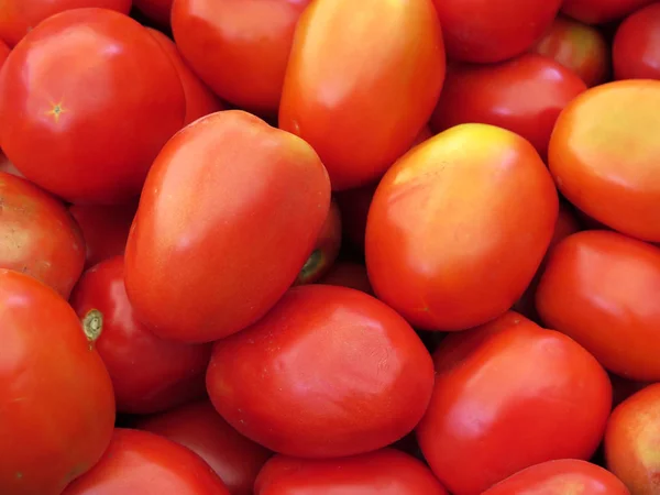 Frische rote Bio-Tomaten — Stockfoto