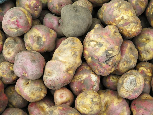 Peruvian Potatoes background — Stock Photo, Image