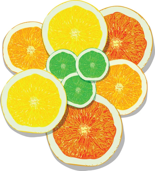 Citron, apelsin, lime, grapefrukt segment på vit bakgrund — Stock vektor