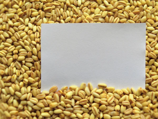 Closeup of White tag on Heap of raw wheat Background — Stock Photo, Image