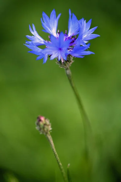 Flor de milho azul num campo verde. Close-up — Fotografia de Stock