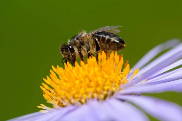 Foto van bijen of honingbij op violet bloem verzamelt nectar. — Stockfoto