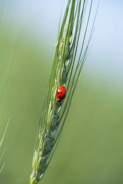 Mariquita en un pico de centeno en el campo de centeno . — Foto de Stock