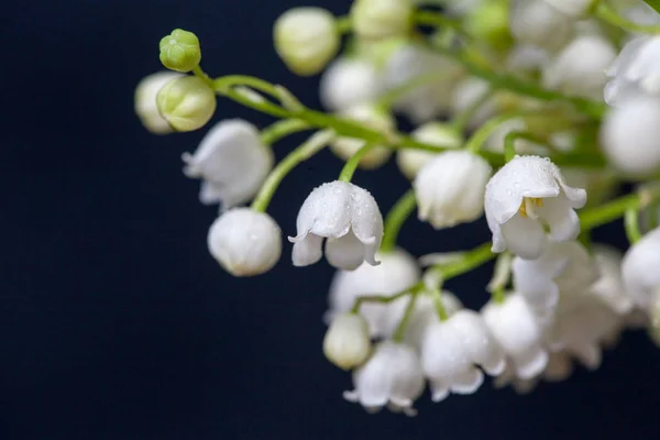 Lily z údolí květiny na černém pozadí — Stock fotografie