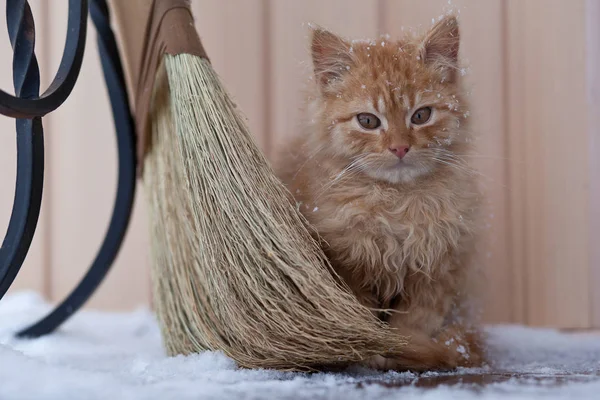 Portrait Cute Kitten Broom — Stock Photo, Image