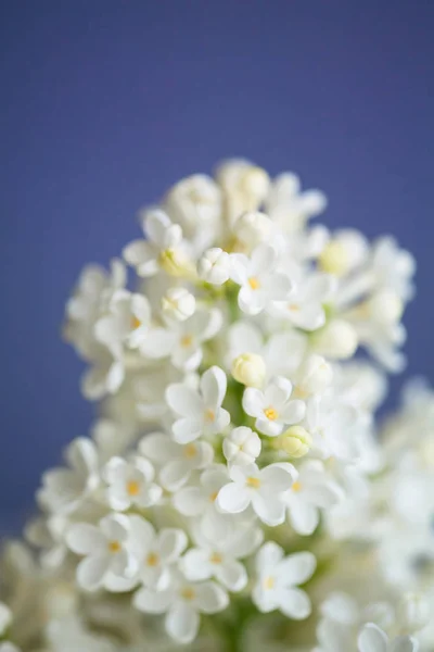 Beau Lilas sur le fond coloré — Photo