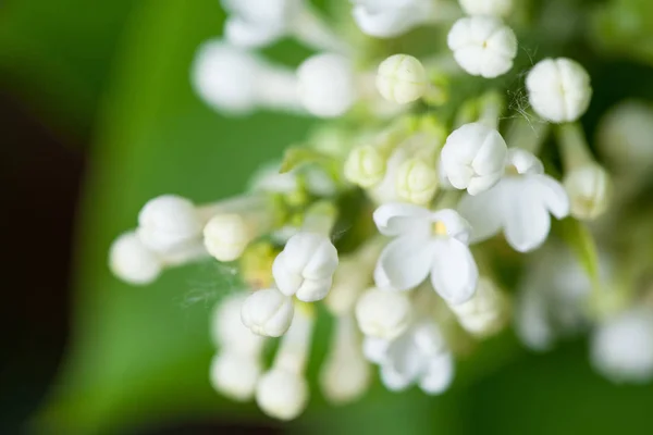 Flores brancas de lilás na natureza . — Fotografia de Stock