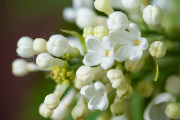 Flores brancas de lilás na natureza . — Fotografia de Stock