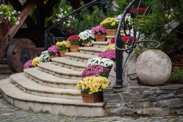 Beautiful chrysanthemum flowers in wooden pots decorate the stairs. Sale of flowers