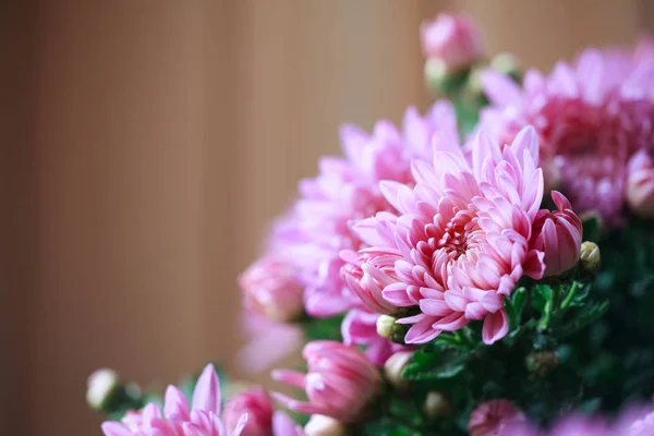 Beautiful pink chrysanthemum flower close-up. Autumn flowers. Seasonal autumn flowers. — ストック写真