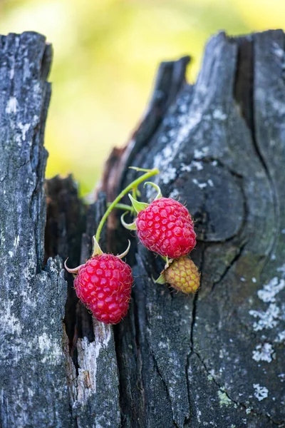 Ripe, freshly picked raspberries, on rustic wooden old surface. Selective focus — Stock Photo, Image