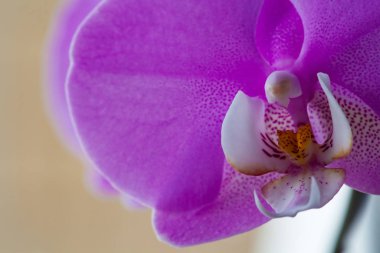 Güzel Phalaenopsis orkide çiçekleri. Pembe orkide çiçeği..