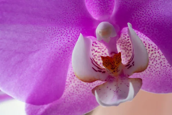 Прекрасні квіти орхідей Phalaenopsis. Рожева квітка орхідеї . — стокове фото