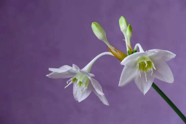 Beautiful Eucharis, the English name Amazon lily, flower close up against purple background — Stok fotoğraf