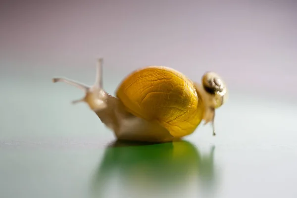 달팽이는 아기를 있습니다 달팽이는 달팽이를 돌보고 있습니다 — 스톡 사진