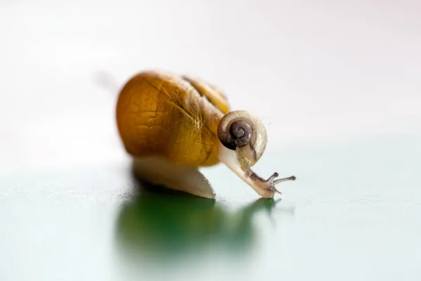 Jardín Caracol Adulto Con Bebé Espalda Caracol Grande Está Cuidando —  Fotos de Stock