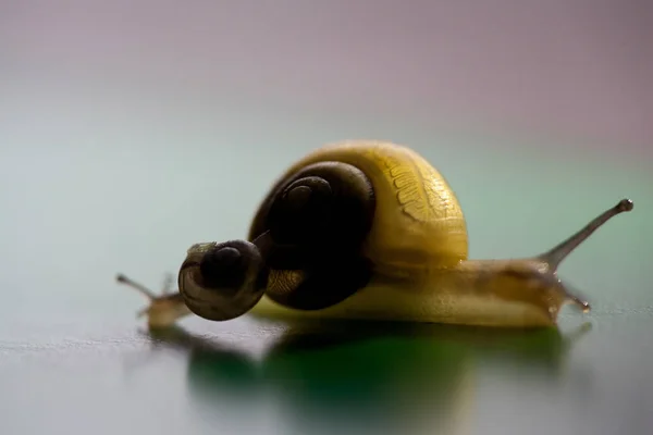 带着婴儿的花园蜗牛成虫 大蜗牛正在照顾这只小蜗牛 地面浅层深度 — 图库照片