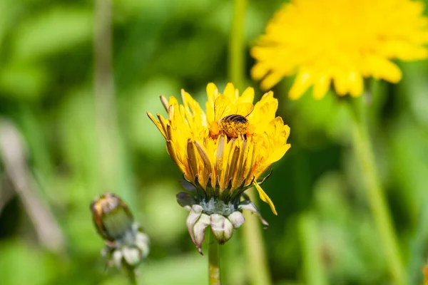 Bee Collects Nectar Dandelion Yellow Dandelion Flower Green Grass Yellow — Stock Photo, Image