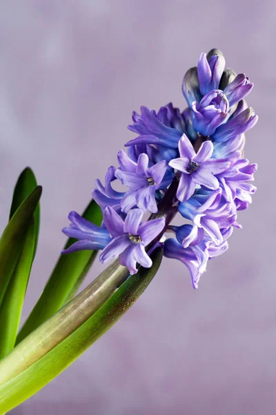 Lila Hyazinthen Blühen Großaufnahme Auf Blauem Hintergrund Gartenarbeit Hause — Stockfoto
