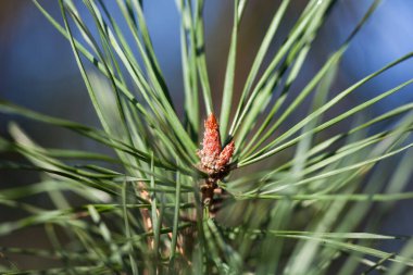 Mavi arka planda küçük tomurcuklu yeşil çam dalı. Kapat..