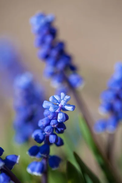 Gyönyörű Tavaszi Virág Muszkari Közelkép Kertben Virágok Kertben Nyaralás — Stock Fotó