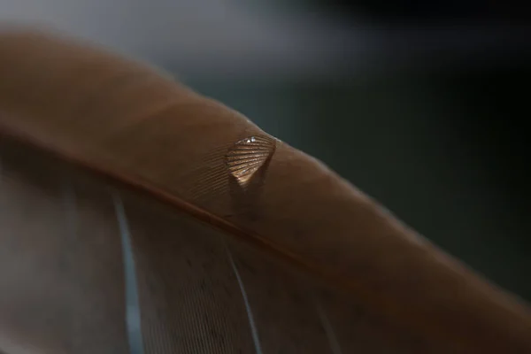 水滴と鳥の羽の断片 鳥の羽の水滴のマクロショット — ストック写真