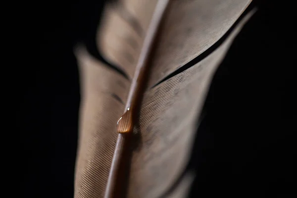 Fragment Bird Feather Water Drops Macro Shot Water Drop Bird — Stock Photo, Image