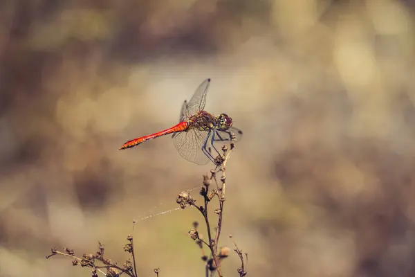 Dragonfly sedí na stopce — Stock fotografie