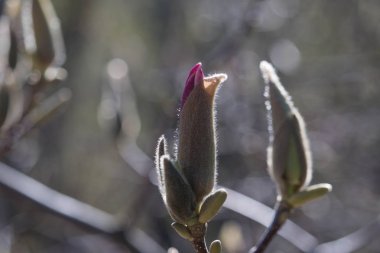 Manolya çiçek güneşli bir bahar bahçe