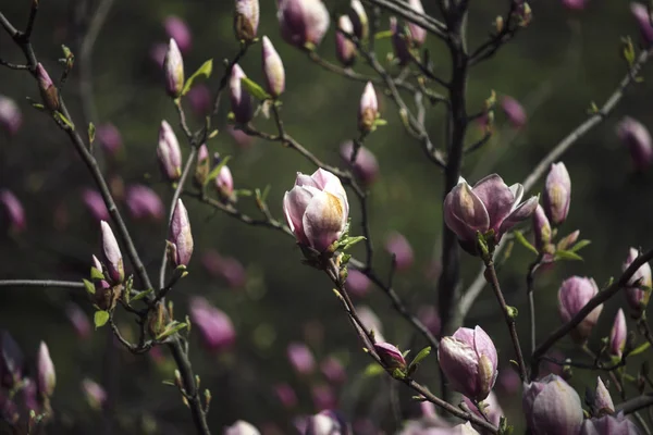 Magnolia λουλούδια στον κήπο την άνοιξη σε μια ηλιόλουστη ημέρα — Φωτογραφία Αρχείου