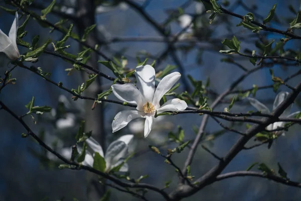Magnolia blommor i vårträdgård en solig dag — Stockfoto