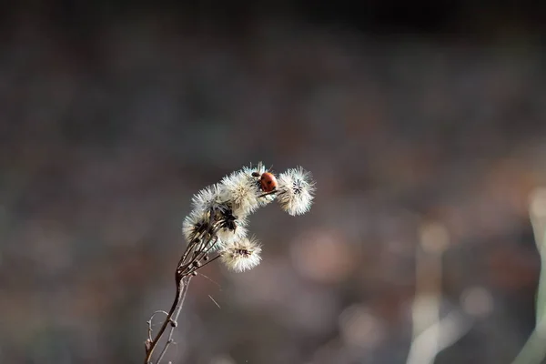 Lieveheersbeestje op een stengel op een grijze achtergrond — Stockfoto