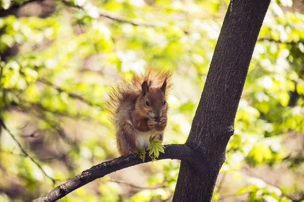 Écureuil dans le parc sur un arbre par une journée ensoleillée — Photo