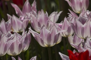 Bahar bahçesinde taze açan laleler