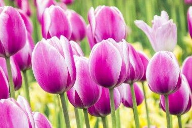 Bahar bahçesinde taze açan laleler