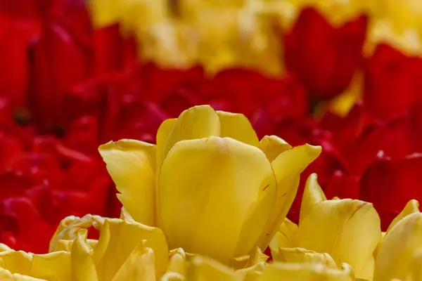 Des tulipes fraîches en fleurs dans le jardin du printemps — Photo