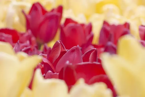 Frisch blühende Tulpen im Frühlingsgarten — Stockfoto