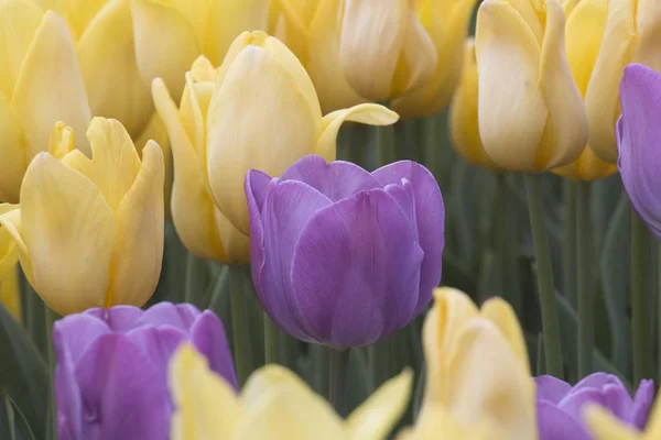 Frisch blühende Tulpen im Frühlingsgarten — Stockfoto