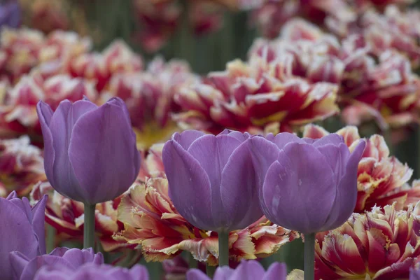 Frisch blühende Tulpen im Frühlingsgarten — Stockfoto