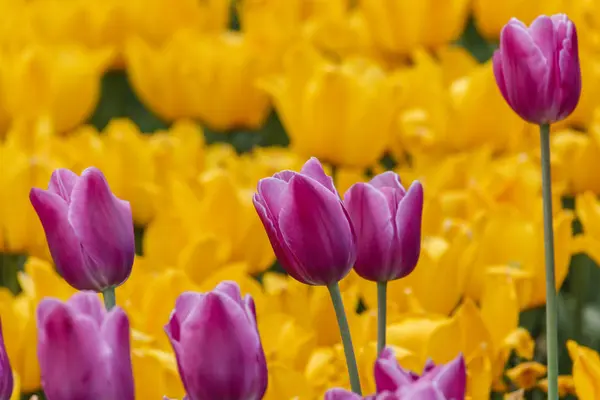 Świeże kwitnące tulipany w wiosennym ogrodzie — Zdjęcie stockowe