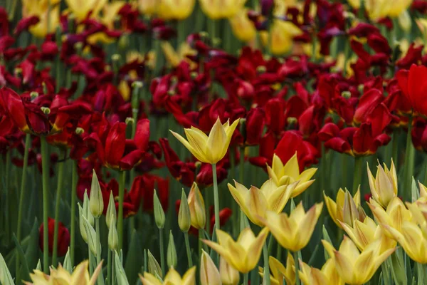 Des tulipes fraîches en fleurs dans le jardin du printemps — Photo