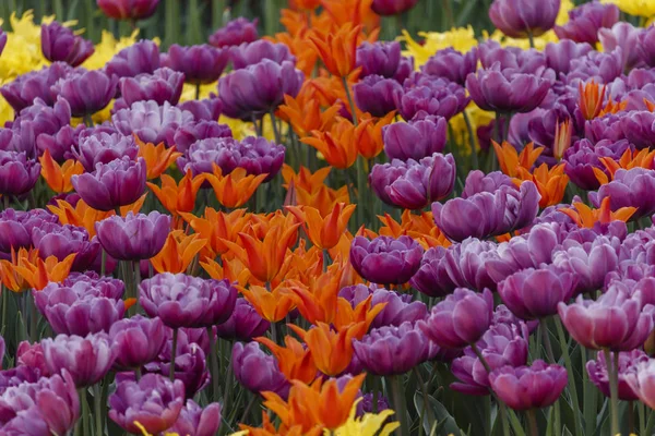 Frisch blühende Tulpen im Frühlingsgarten — Stockfoto