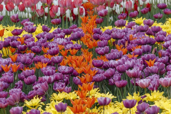 Frisch blühende Tulpen im Frühlingsgarten — Stockfoto