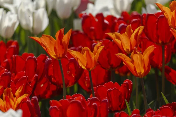 Frisch blühende Tulpen im Frühlingsgarten — Stockfoto