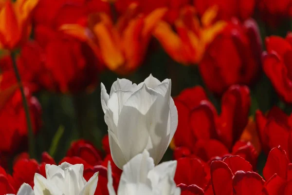 Свіжі квітучі тюльпани в весняному саду — стокове фото
