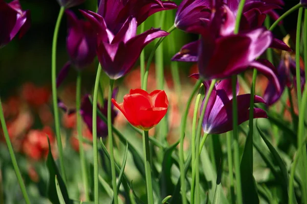春の庭で新鮮な開花チューリップ — ストック写真
