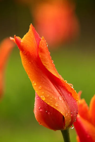 Des tulipes fraîches en fleurs dans le jardin du printemps — Photo