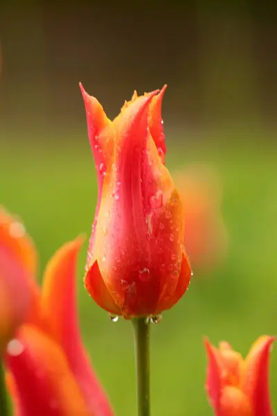 Świeże kwitnące tulipany w wiosennym ogrodzie — Zdjęcie stockowe